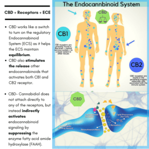 CBD + Receptors + Endocannabinoid System