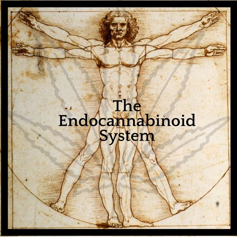 The Endocannabinoid System - Procana