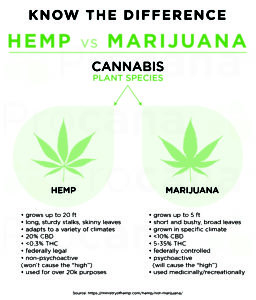 Hemp vs Marijuana - Cannabis Plant