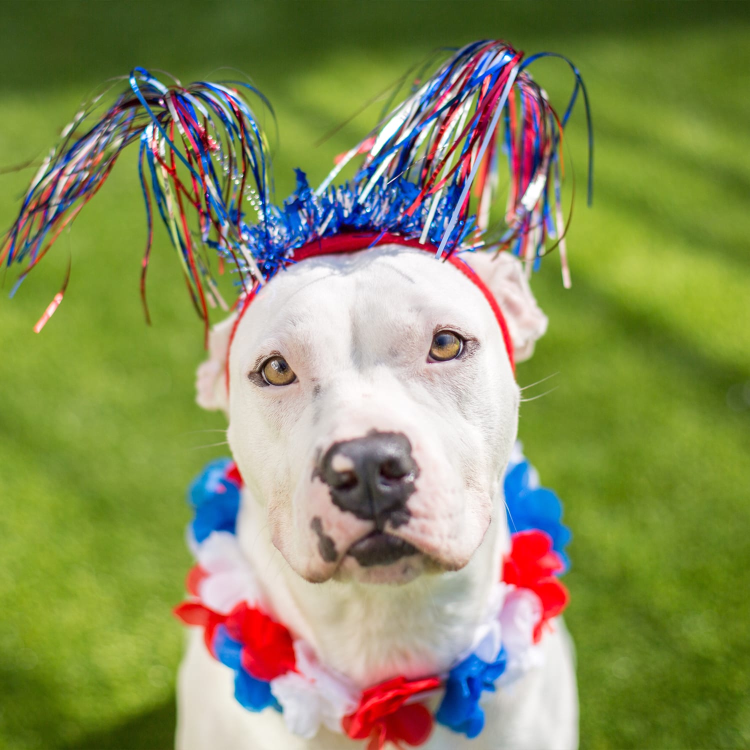 patriotic dog - Procana