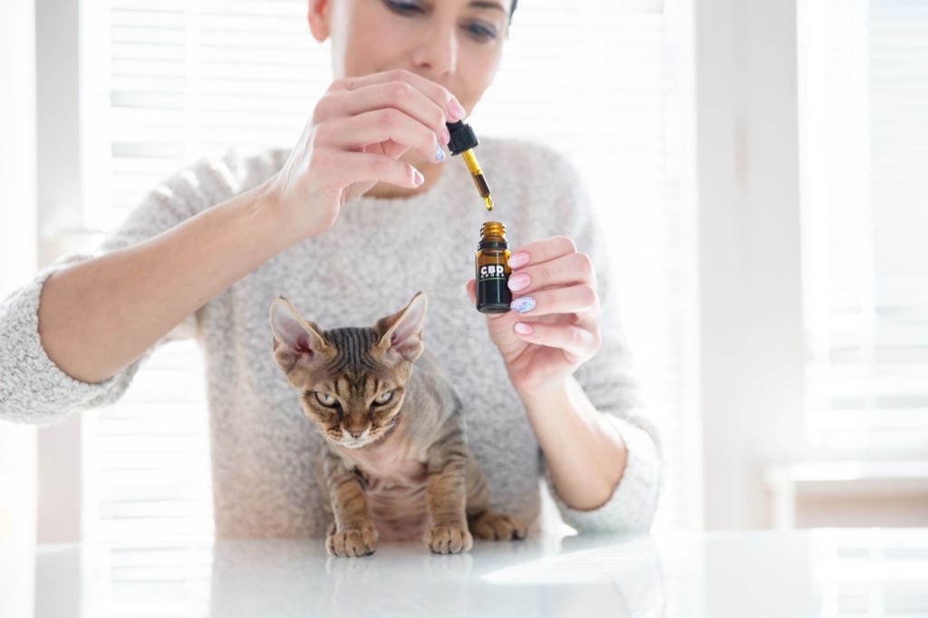 Best CBD oil for Cats - Procana
