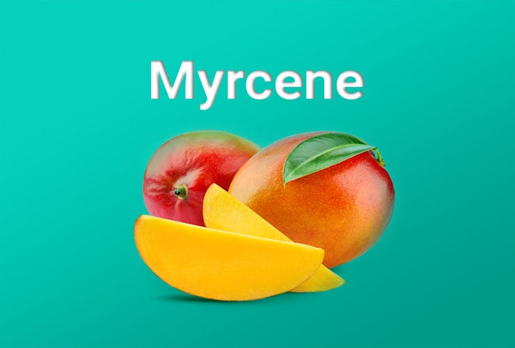 Benefits Of Myrcene - Procana