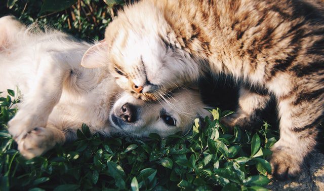 Hemp Oil for Dogs and Cats