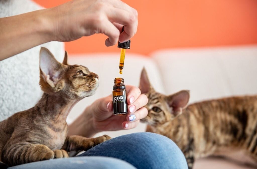 The Benefits from CBD Oil for Dogs, Cats, and Pets