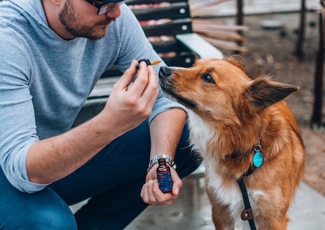 What Are the Essential Benefits of CBD Pet Wellness Oil
