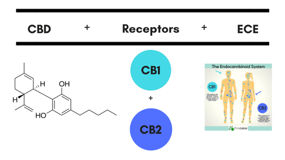 CBD + Receptors