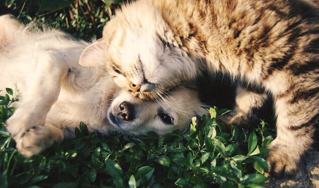 Is Hemp Oil Good for Dogs and Cats?