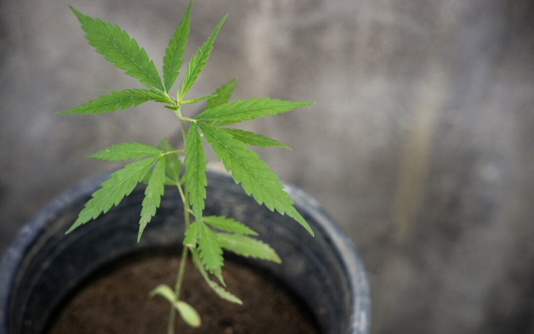 What Are the Benefits of CBG?