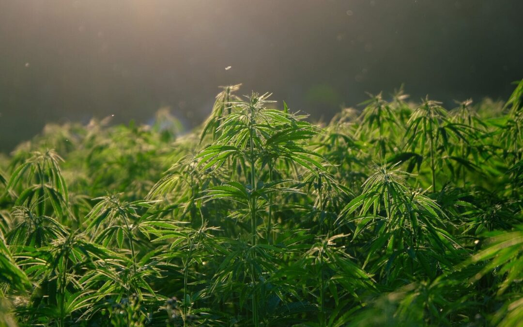 Does CBG Make You High?