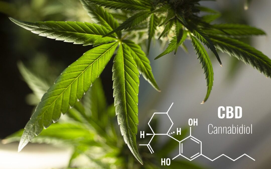 How Long Until I Feel The Effects of CBD?