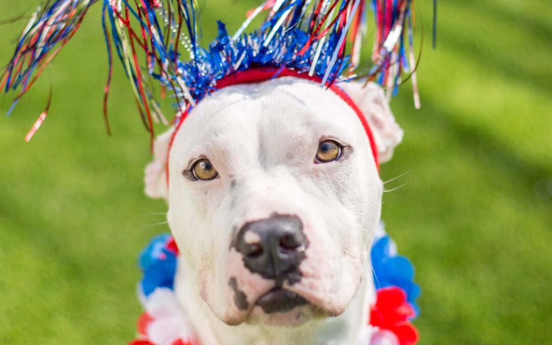 Dogs & Fireworks