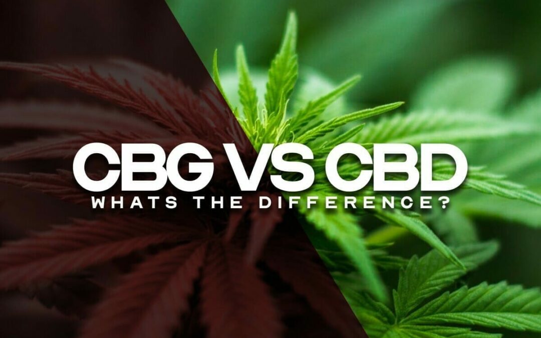 Is CBG More Potent Than CBD?