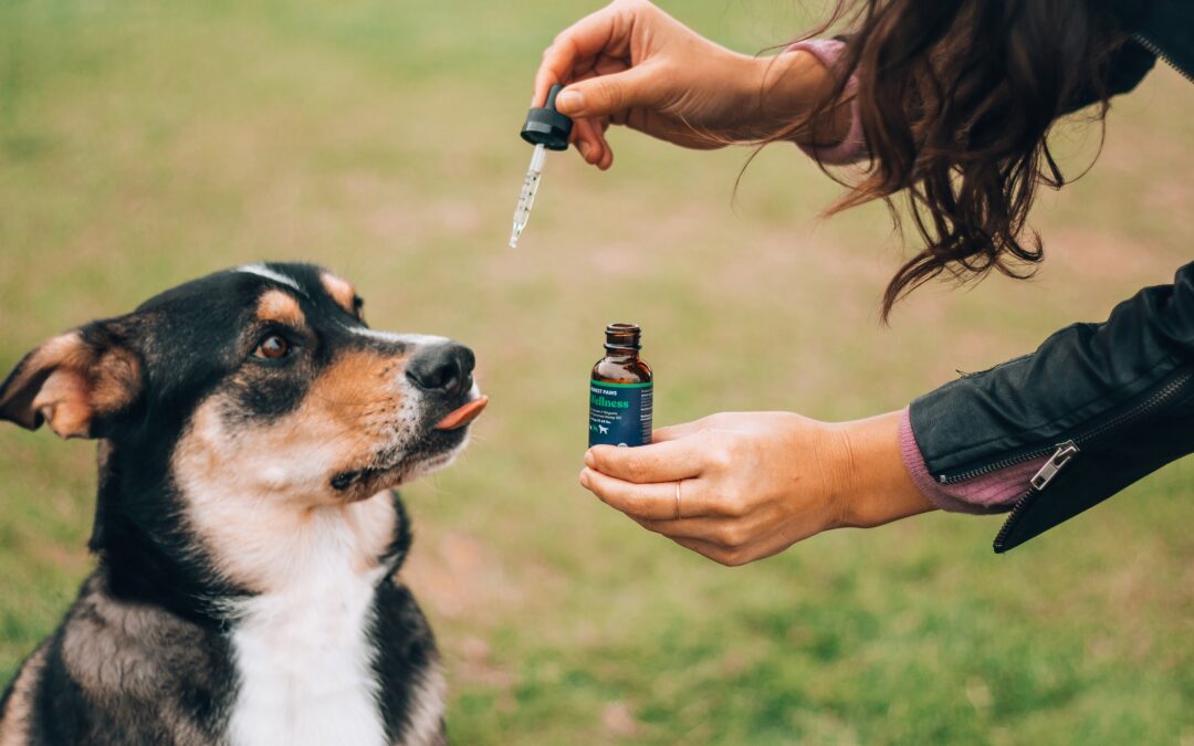 CBD for Dogs: A Statistically–Backed Guide