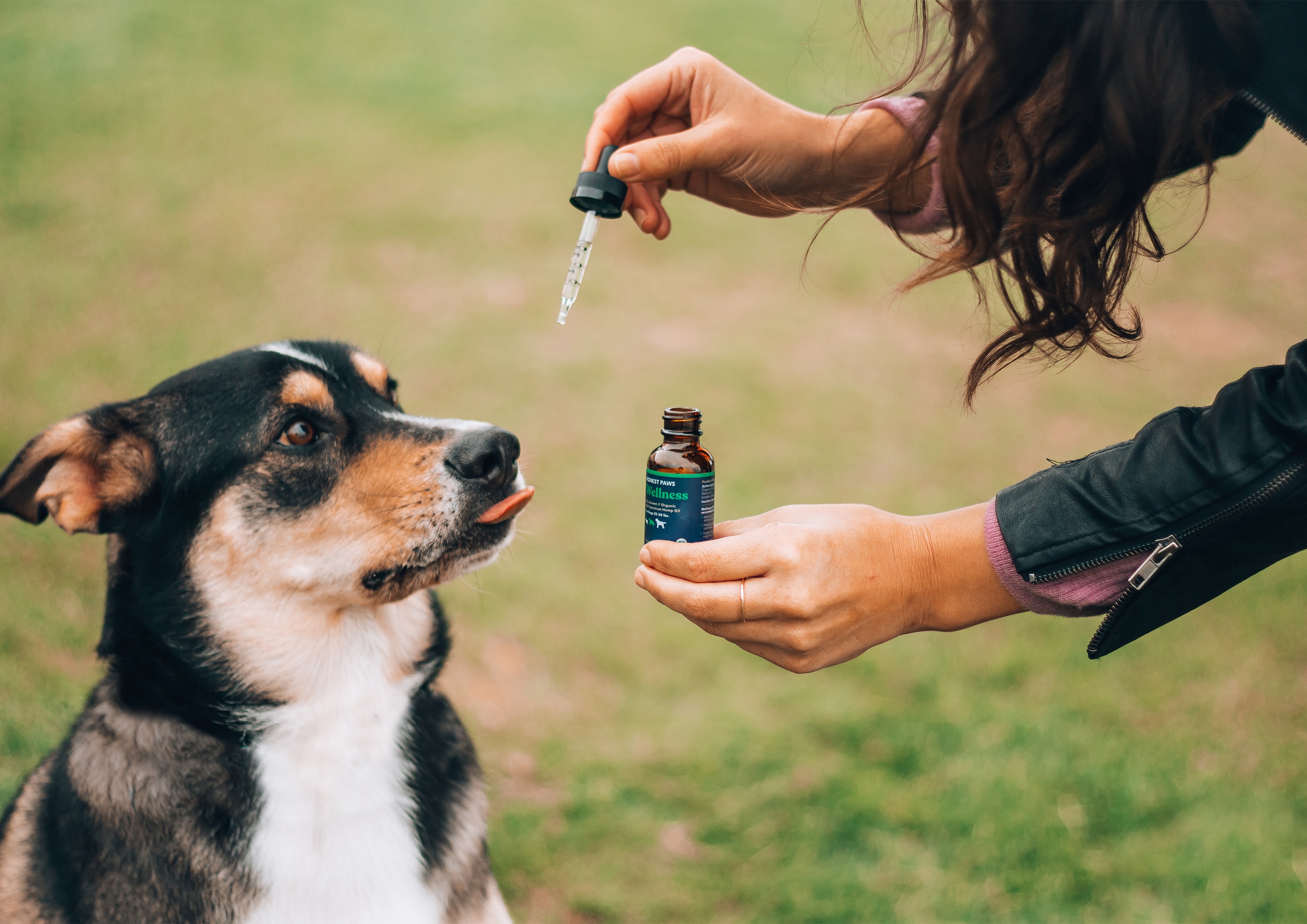 Owner giving cbd drops to the dog