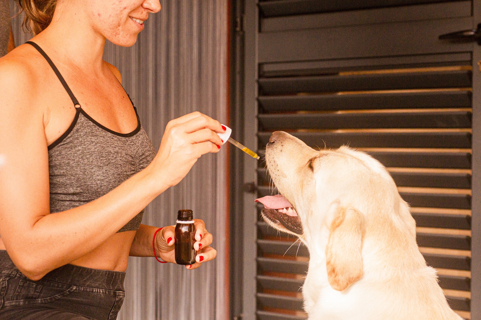 giving CBD with dropper to dog