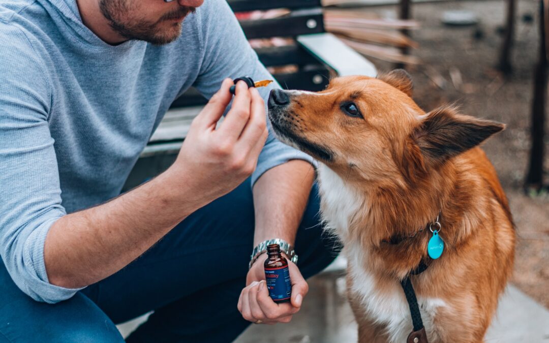 How Long Does It Take for CBD Dog Treats to Take Effect?