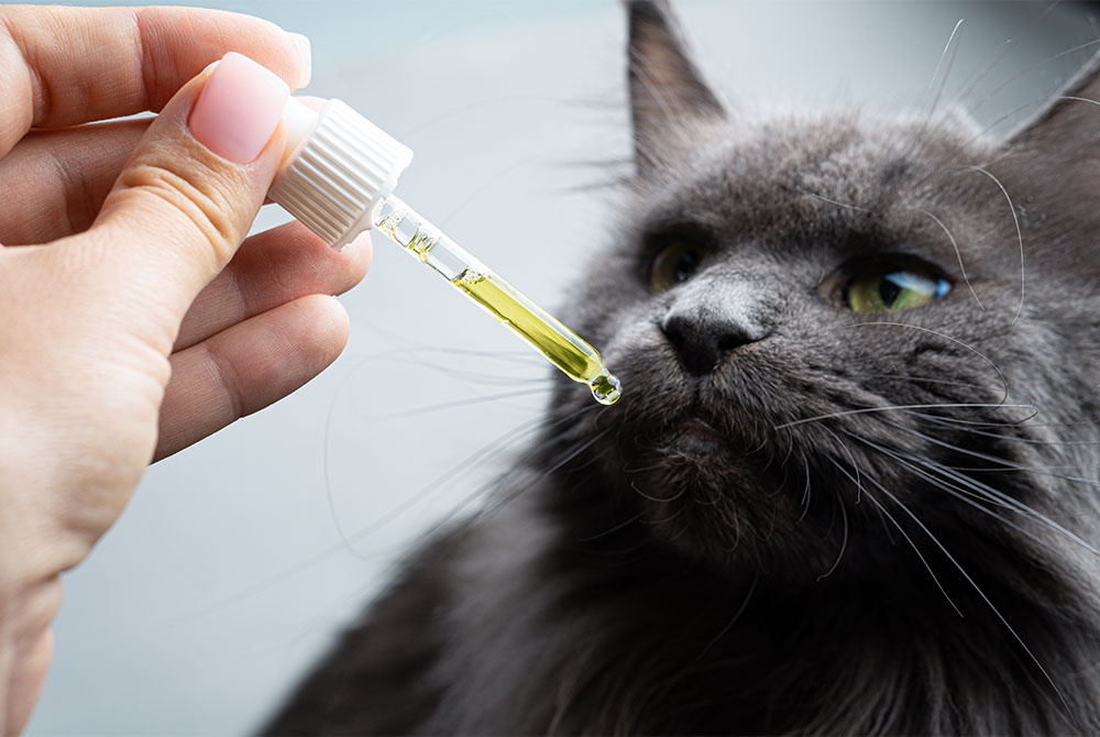 Best CBD for Cats in 2024