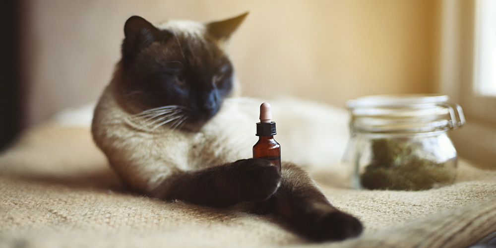 CBD For Cats Guide
