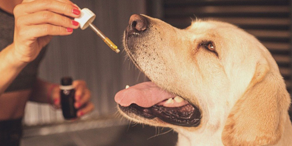 CBD Tinctures For Dogs