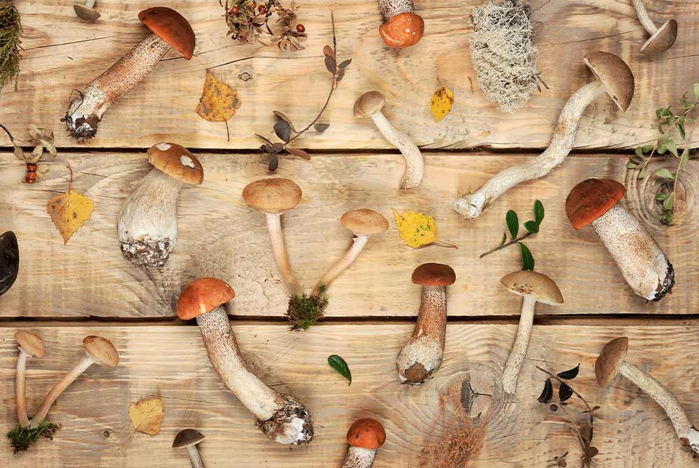 Why Mushroom Supplements Are the Next Big Wellness Trend