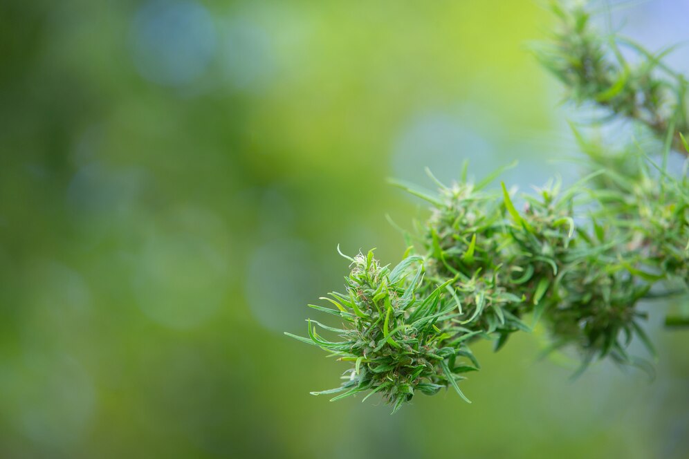CBD gummies benefits